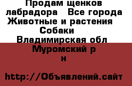 Продам щенков лабрадора - Все города Животные и растения » Собаки   . Владимирская обл.,Муромский р-н